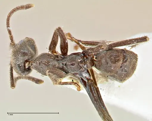 Anonychomyrma angusta specimen