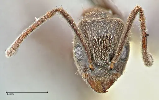 Anonychomyrma angusta specimen
