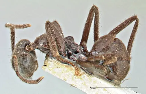 Anonychomyrma angusta specimen