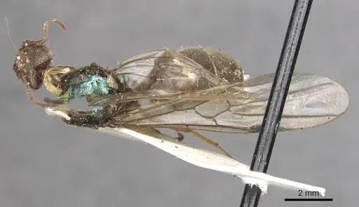 Anonychomyrma arcadia specimen