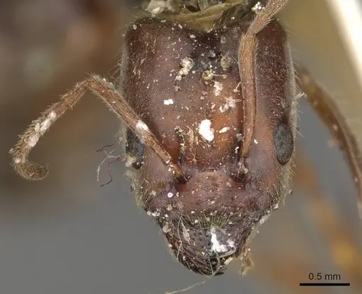 Anonychomyrma arcadia specimen