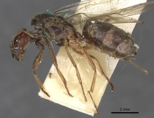 Anonychomyrma arcadia specimen