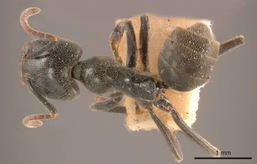 Anonychomyrma biconvexa specimen