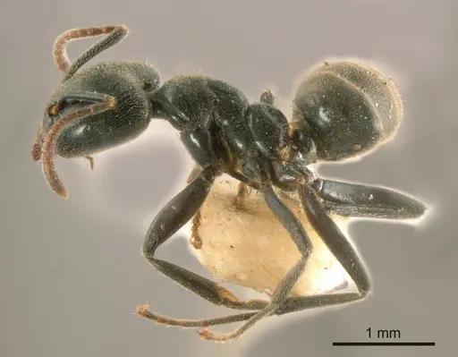 Anonychomyrma biconvexa specimen
