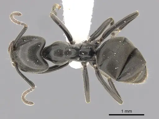 Anonychomyrma biconvexa - CASENT0249516