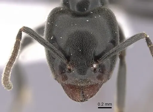 Anonychomyrma biconvexa - CASENT0249516