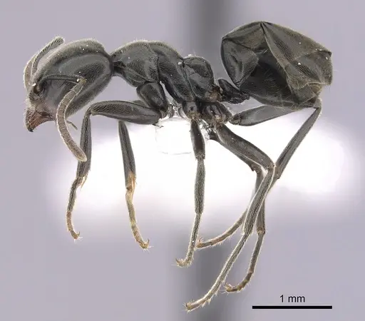 Anonychomyrma biconvexa - CASENT0249516