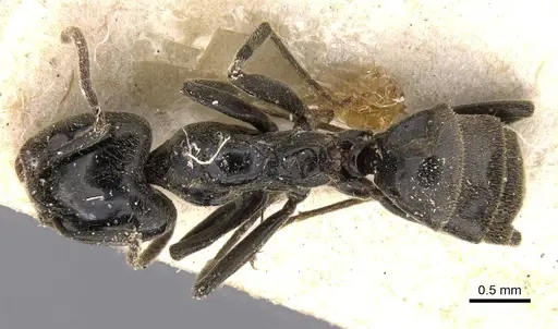 Anonychomyrma biconvexa - CASENT0911458