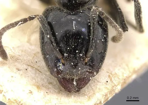 Anonychomyrma biconvexa - CASENT0911458