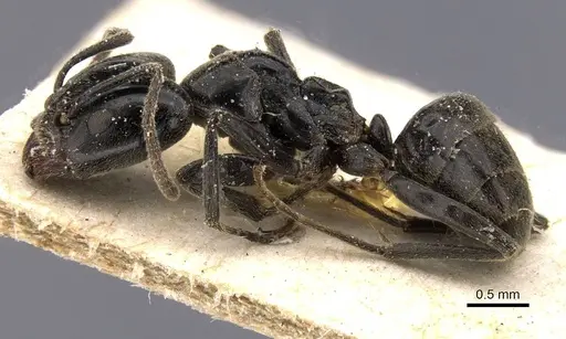 Anonychomyrma biconvexa - CASENT0911458