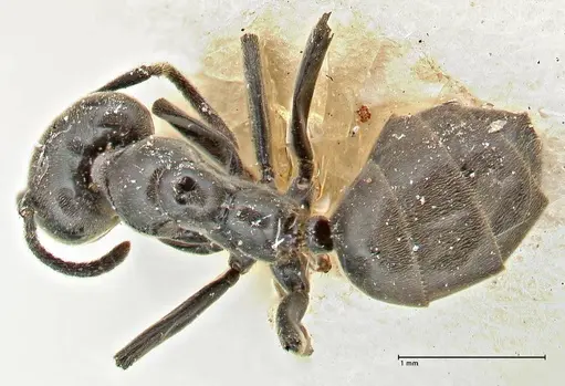 Anonychomyrma biconvexa - FOCOL2807