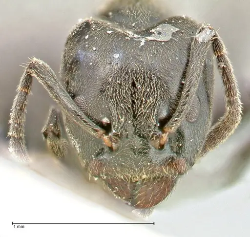 Anonychomyrma biconvexa - FOCOL2807