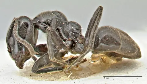 Anonychomyrma biconvexa - FOCOL2807