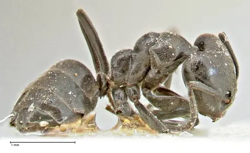 Anonychomyrma biconvexa - FOCOL2807