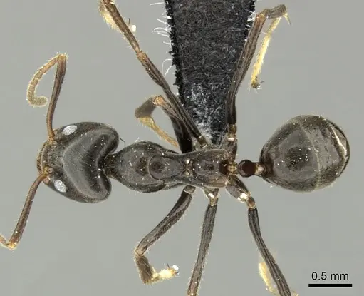 Anonychomyrma dimorpha specimen