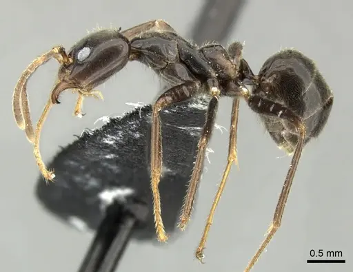 Anonychomyrma dimorpha specimen