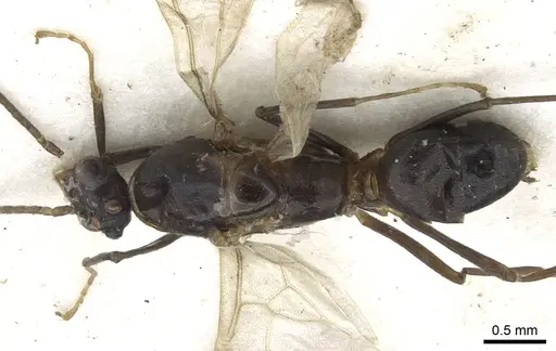 Anonychomyrma dimorpha - CASENT0902993