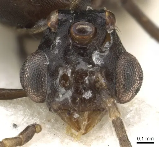 Anonychomyrma dimorpha - CASENT0902993