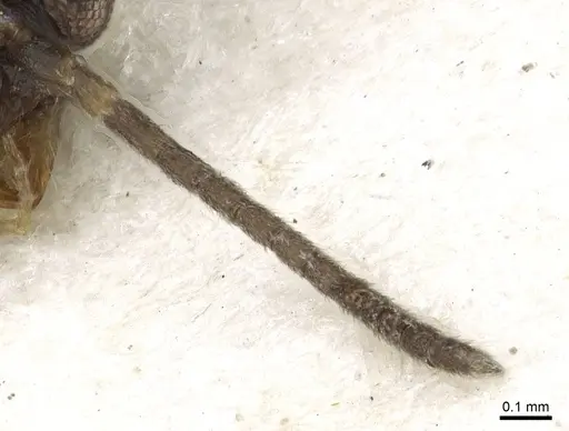 Anonychomyrma dimorpha - CASENT0902993