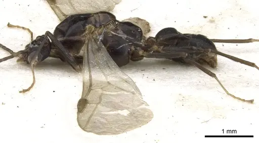 Anonychomyrma dimorpha - CASENT0902993
