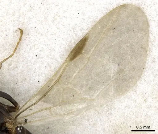 Anonychomyrma dimorpha - CASENT0902993