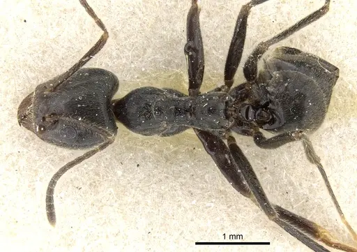 Anonychomyrma dimorpha - CASENT0905044