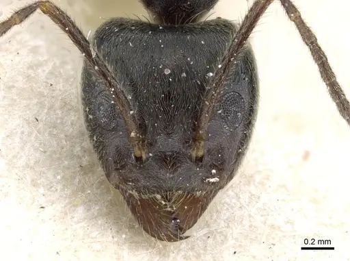 Anonychomyrma dimorpha - CASENT0905044