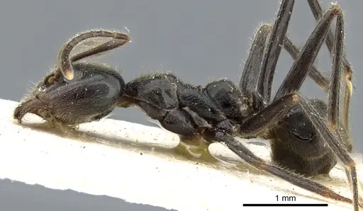 Anonychomyrma dimorpha - CASENT0905044