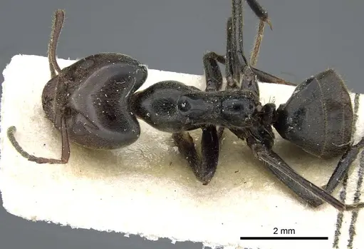 Anonychomyrma dimorpha - CASENT0905790