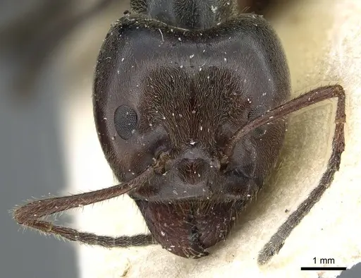 Anonychomyrma dimorpha - CASENT0905790