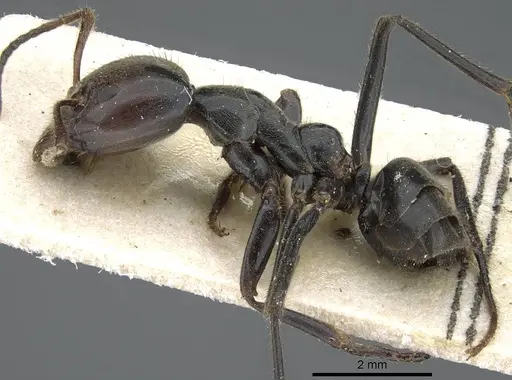 Anonychomyrma dimorpha - CASENT0905790