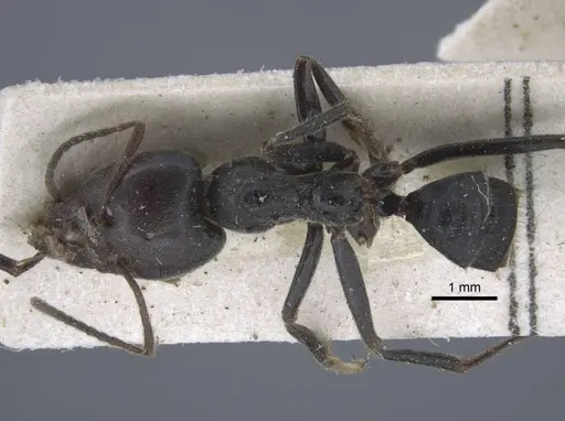 Anonychomyrma dimorpha - CASENT0917106