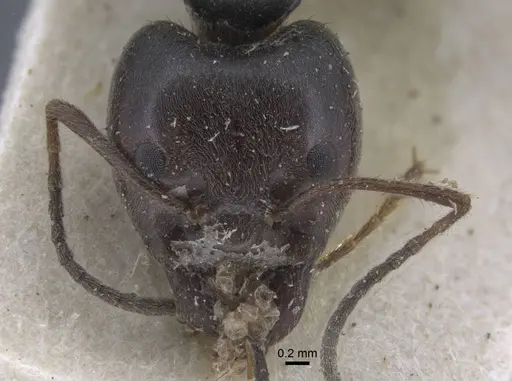 Anonychomyrma dimorpha - CASENT0917106