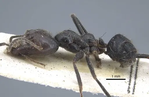 Anonychomyrma dimorpha - CASENT0917106