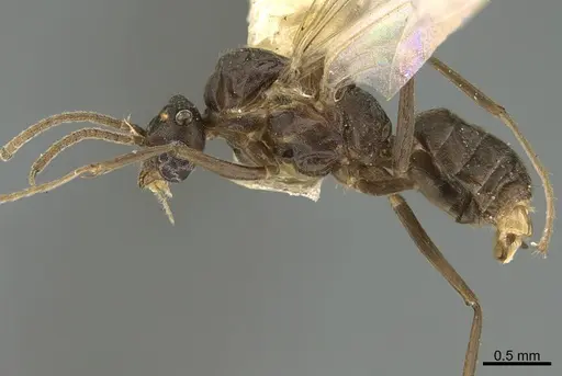 Anonychomyrma dimorpha - CASENT0923573