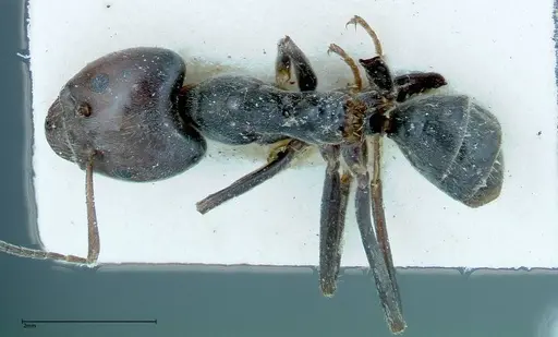 Anonychomyrma dimorpha - FOCOL0163