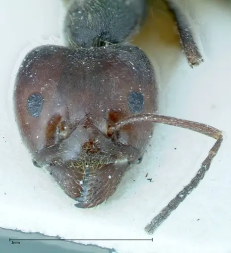 Anonychomyrma dimorpha - FOCOL0163