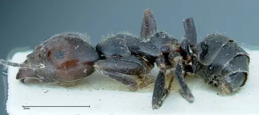 Anonychomyrma dimorpha - FOCOL0163
