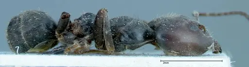 Anonychomyrma dimorpha - FOCOL0163