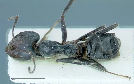 Anonychomyrma dimorpha - FOCOL0164