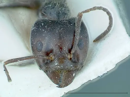 Anonychomyrma dimorpha - FOCOL0164