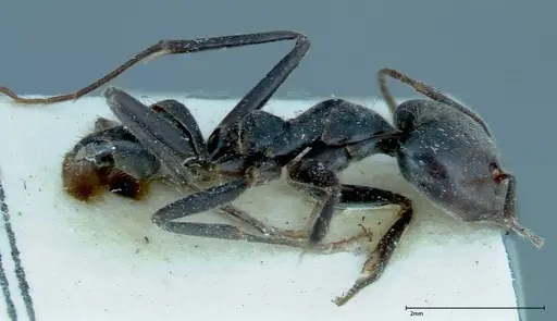 Anonychomyrma dimorpha - FOCOL0164