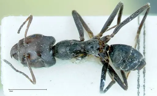 Anonychomyrma dimorpha - FOCOL0165