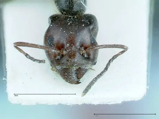 Anonychomyrma dimorpha - FOCOL0165