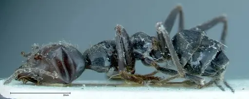 Anonychomyrma dimorpha - FOCOL0165