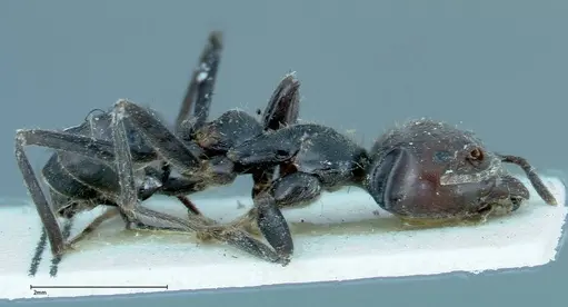 Anonychomyrma dimorpha - FOCOL0165