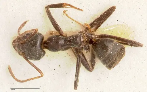 Anonychomyrma dimorpha - FOCOL0473
