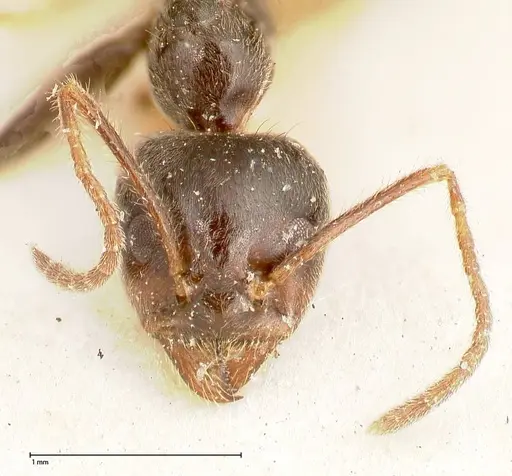 Anonychomyrma dimorpha - FOCOL0473