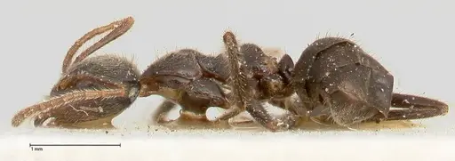 Anonychomyrma dimorpha - FOCOL0473