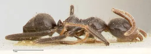 Anonychomyrma dimorpha - FOCOL0473